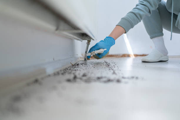 Flea Control Services in Longtown, OK